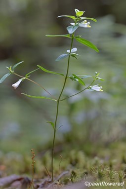 Plant form